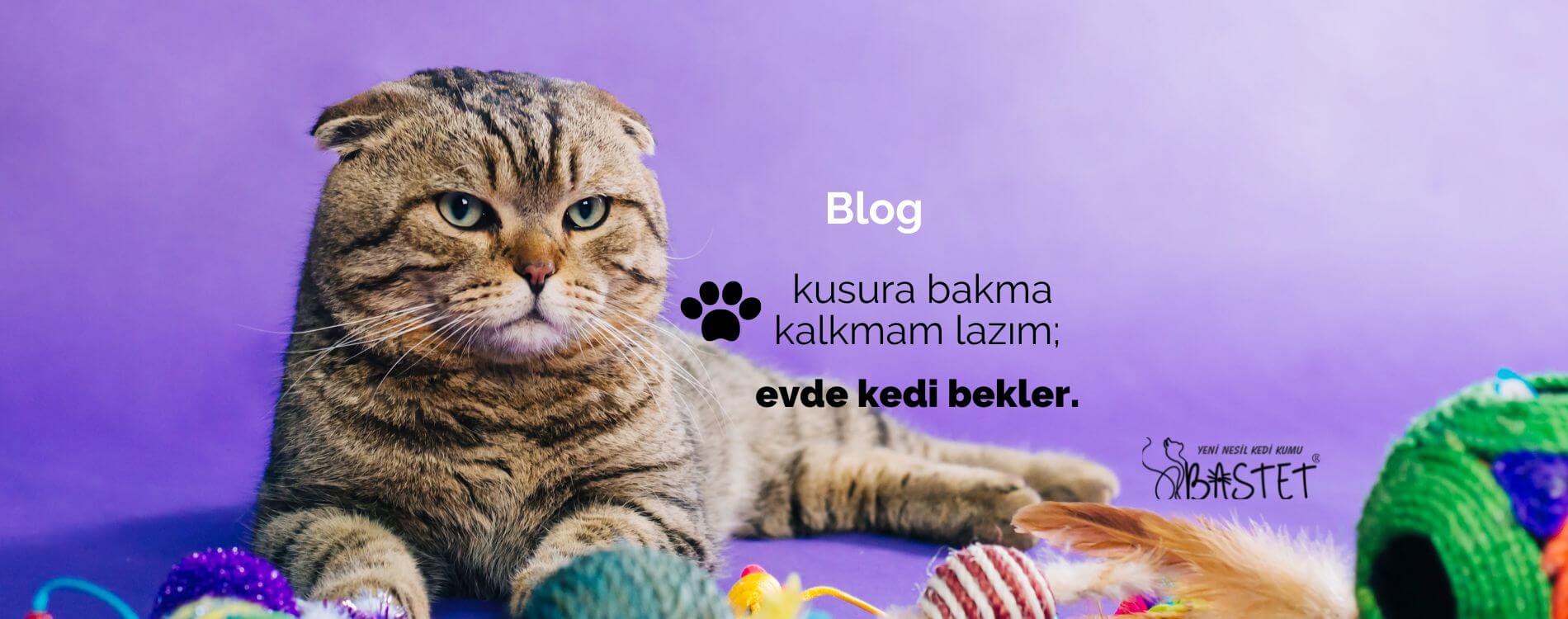 kedi-kumu-blog